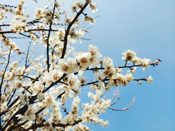 Low angle view of cherry blossoms against sky