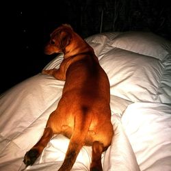 Horse relaxing on floor