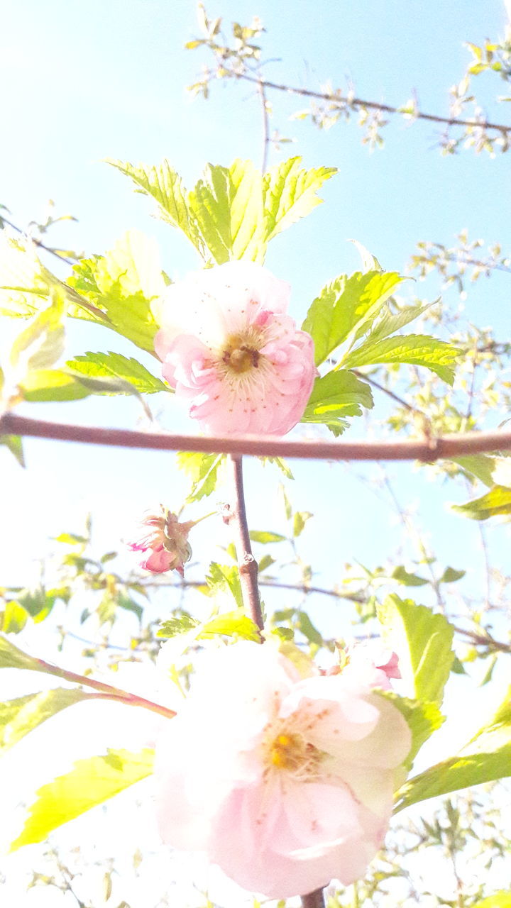 flower, nature, growth, freshness, beauty in nature, fragility, springtime, close-up, no people, sky, outdoors, petal, plant, blossom, flower head, day, branch, tree