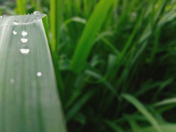 Close up of grass