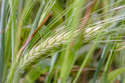 Close-up of wheat growing on field