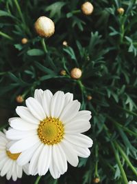 High angle view of white daisy flowers blooming in park