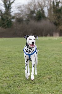 Portrait of dog jumping on field