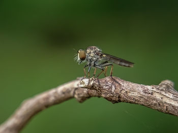 Close-up of insect on leaf