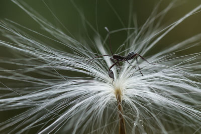 Dandelion and ant