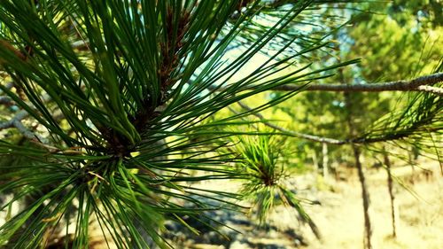 Close-up of palm tree