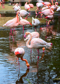 View of flamingos in lake