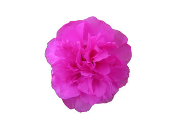 Close-up of pink flower against white background