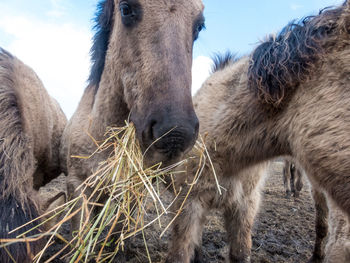 Close-up of horse on field