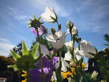 Low angle view of flowers against blue sky