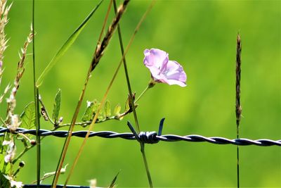 Close-up of purple flowering plant against fence