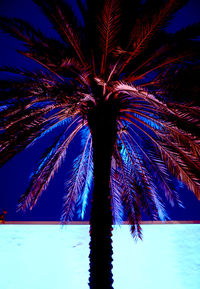 Low angle view of palm trees against blue sky