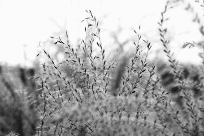 Close-up of plants against sky