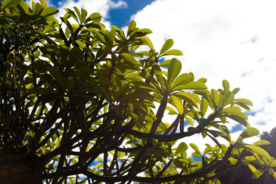 Low angle view of tree against sky