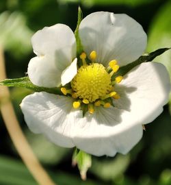 Close-up of white flowering plant