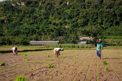 Full length of people working in a farm