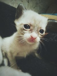 Close-up portrait of cat