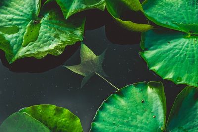 High angle view of leaves floating on water