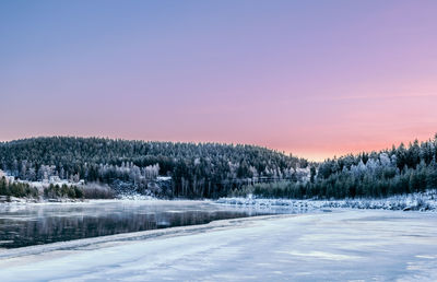 Snow covered plants by trees against sky during sunset