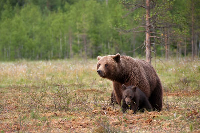 Bears on field in forest
