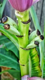 Close up of plant