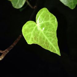 Close-up of leaves against black background