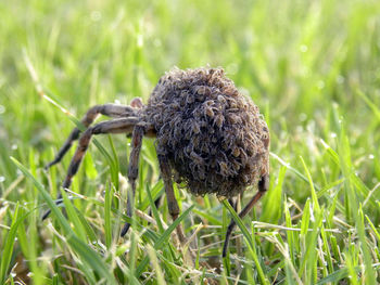 Close-up of snake on field