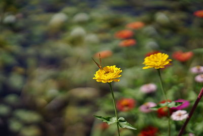 Close-up of yellow flowers blooming outdoors