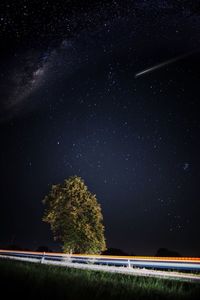 Trees against sky at night