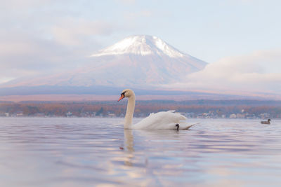 Swan swimming in lake against mountain during foggy weather