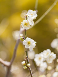 Close-up of white cherry blossom