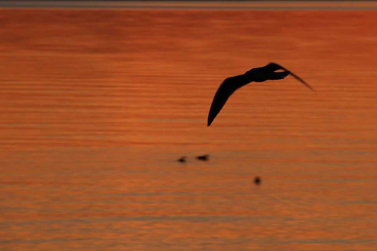 SILHOUETTE BIRD FLYING OVER SEA