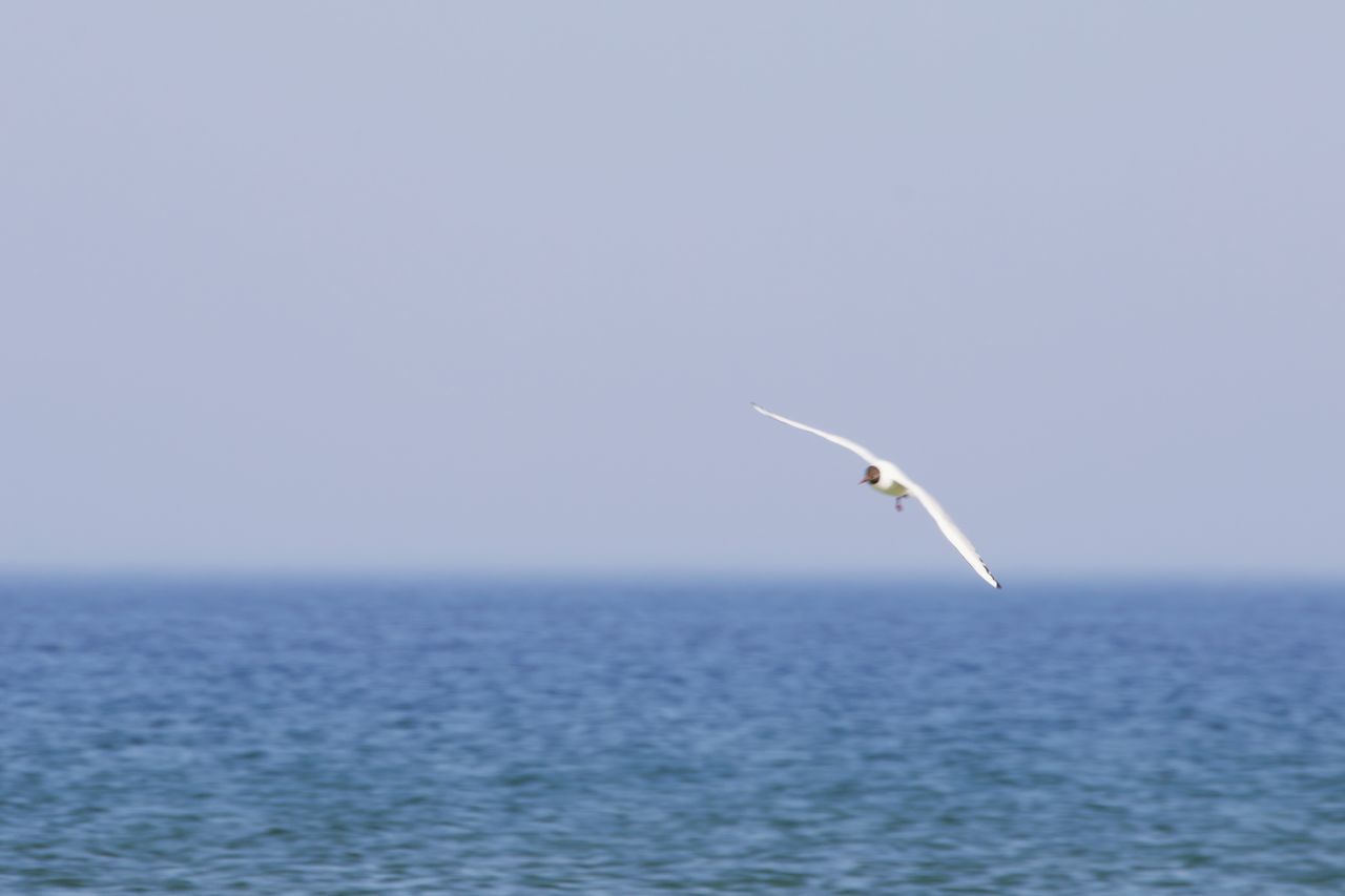 water, sea, sky, flying, horizon, animal wildlife, animal, horizon over water, wildlife, animal themes, nature, copy space, one animal, beauty in nature, no people, scenics - nature, tranquility, bird, mid-air, day, tranquil scene, clear sky, motion, outdoors, seabird, blue, ocean