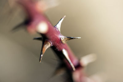 Close-up of insect on flower