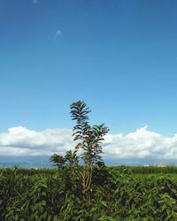 Low angle view of trees on field against sky