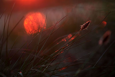 Close-up of plants at sunset