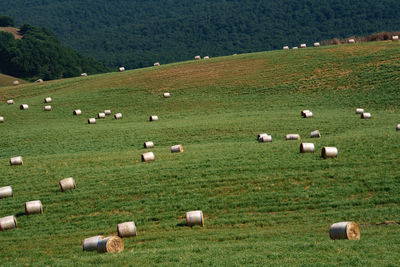 Sheep grazing on field