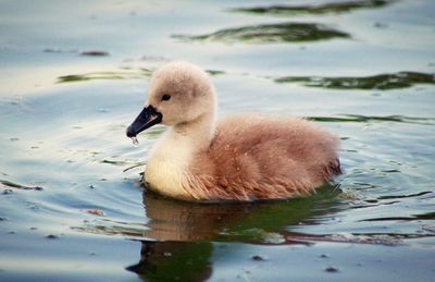 Close-up of duck swimming in lake