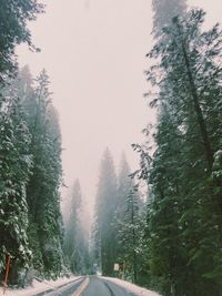 Road amidst trees in forest against sky during winter