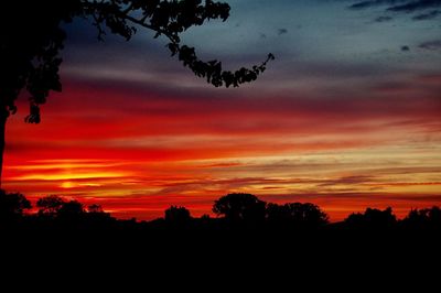 Silhouette trees against orange sky