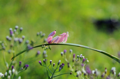 Close-up of pink flowers blooming outdoors