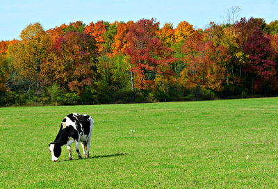 View of cow on field during autumn