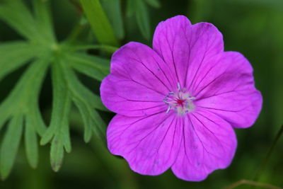 Close-up of pink flower