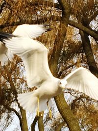 Low angle view of white bird flying against the sky