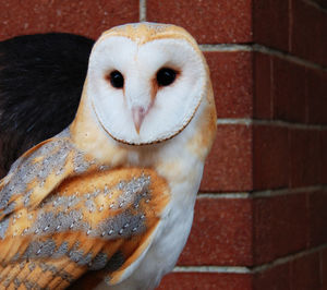 Close-up of owl