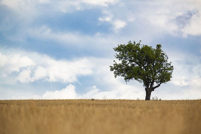 Tree on field against sky