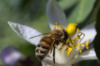 Close-up of butterfly pollinating on flower