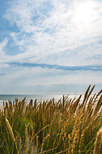 Plants growing on field by sea against sky