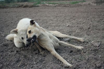 High angle view of dog on field