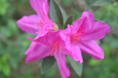 Close-up of pink flowering plant